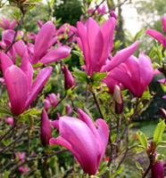 MAGNOLIA BETTY duża roślina odporna na mróz - sadzonki 80 / 100 cm