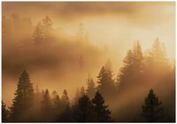 Fototapeta Na Flizelinie Do Sypialni Salonu Las 350x250