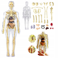 Edukacyjny Model Anatomiczny Ludzkiego Ciała 3D Szkielet Organy Wewnętrzne