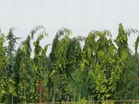 Cyprysik lawsona Filips Golden Tears 40-60cm C3