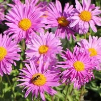 Aster alpejski HAPPY END Karłowy Na skalniak P9