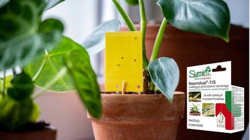 NEEMAZAL T/S PREPARAT NA ZIEMIÓRKI inne szkodniki, oprysk roślin ozdobnych na Arena.pl