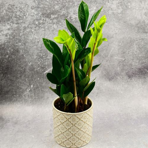 Zamioculcas Zamiokulkas zamiifolia ROŚNIE WSZĘDZIE W ZIMOWYM OPAKOWANIU na Arena.pl