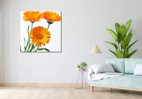 Obraz 90x90cm Słoneczne Kalendule na Arena.pl