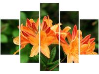 105CM 150CM OBRAZ 5 ELEM AZALIA POMARAŃCZOWA DRUK