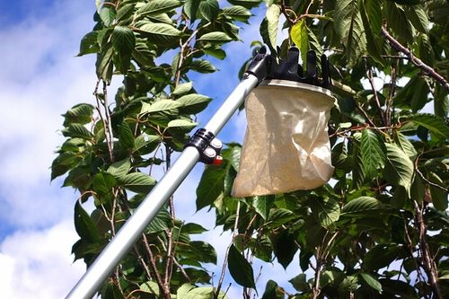 Zbierak do owoców teleskopowy trzonek koszt z tkaniny 3,75m na Arena.pl