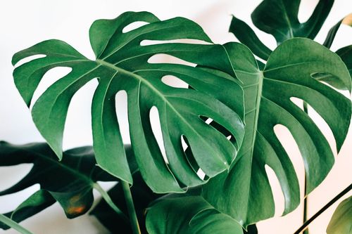 Filodendron MONSTERA 65 cm na Arena.pl