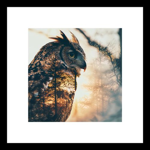 Plakat 20x20cm Sowi Duch na Arena.pl