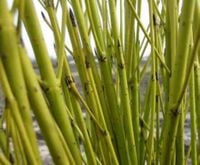 P9 DEREŃ FLAVIRAMEA ŻÓŁTE PĘDY