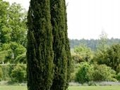 Cis pospolity FASTIGIATA ROBUSTA Kolumnowy Wąski Na żywopłot Sadzonki C2