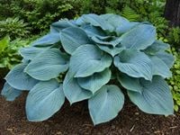 Funkia Blue Mammoth - Hosta Blue Mammoth