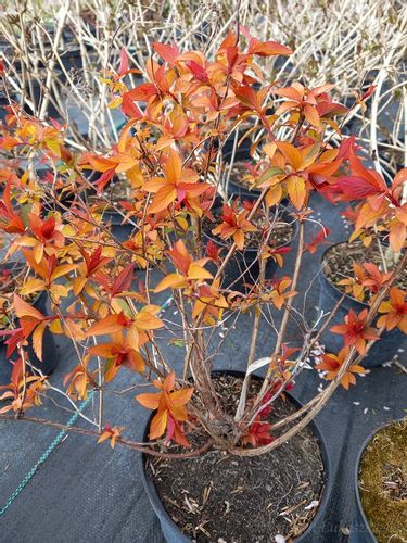 Tawuła japońska Goldflame doskonała do ogrodu na Arena.pl