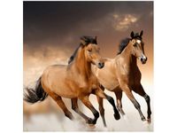 50X50CM STADO KONI OBRAZ