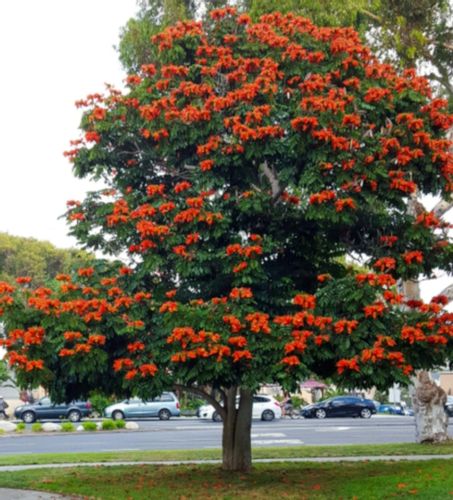TULIPAN AFRYKAŃSKI Spathodea campanulata - NASIONA 2200 sztuk - 10g. na Arena.pl