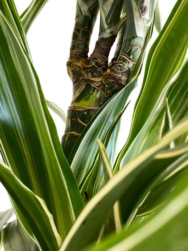 DRACENA WARNECKI 110 cm na Arena.pl