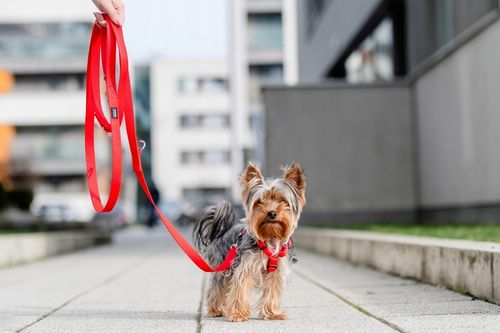 Lekkie Szelki dla Dużego Psa GUARD Bezuciskowe Regulowane Solidne Mocne r.L na Arena.pl