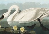 Plakat 70x50cm Łabędź, J.J.  Audubon Vintage do Salonu
