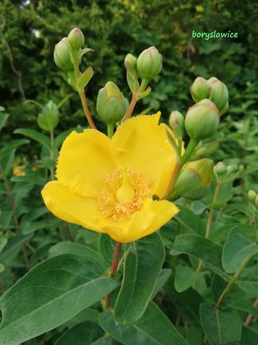 Dziurawiec ozdobny 'Hidcote' (Hypericum) w doniczkach P9, wysokość 20-30 cm na Arena.pl