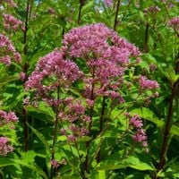 Sadziec plamisty 'Purple Bush' Różowy, doniczka 5.0L (Eupatorium maculatum)