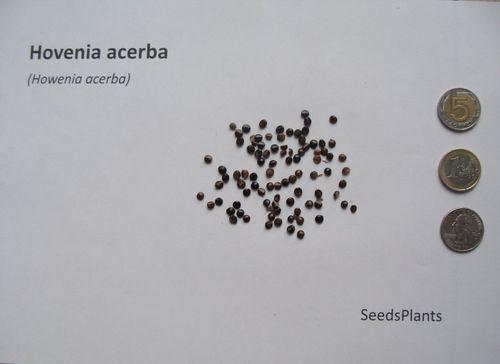 HOWENIA ACERBA Hovenia acerba - NASIONA 5000 sztuk - 100g. na Arena.pl