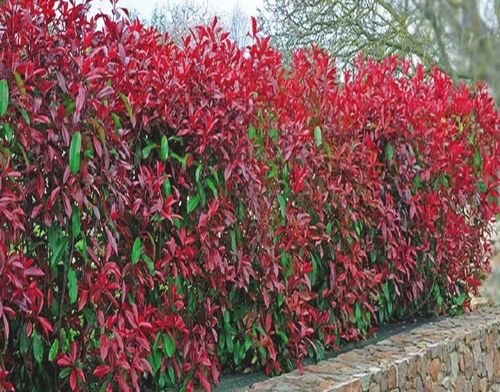 GŁOGOWNIK - sadzonki 20 / 30 cm na Arena.pl