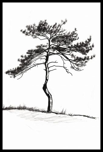 Plakat 40x60cm Samotna Sosna na Arena.pl