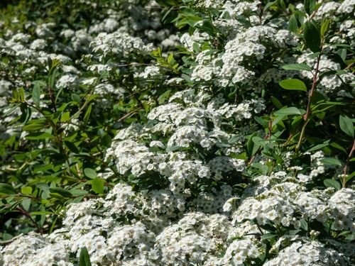 Tawuła nippońska 'Halward's Silver' (Spiraea nipponica') Doniczka 2.0L na Arena.pl
