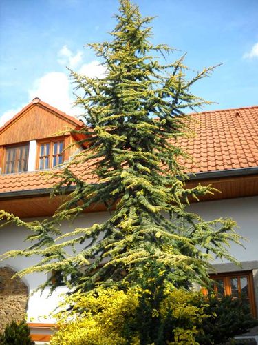 Cedr atlaski Aurea C5 na Arena.pl