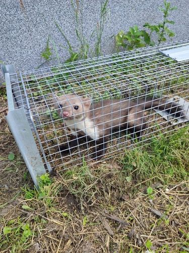 ŻYWOŁAPKA PUŁAPKA NA KUNY SZCZURY ŁASICE NORKI TCHÓRZE ŁASKI ŁAPKA na Arena.pl