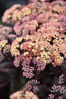 Rozchodnik ogrodowy Globe Yellow - Sedum hybridum