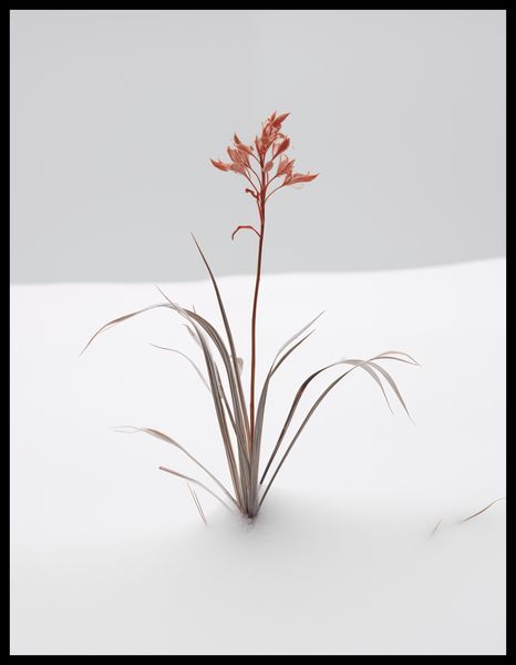 Plakat 50x65cm Subtelność Natury zdjęcie 2