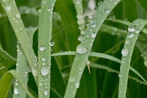 Proso rózgowate 'Buffalo Green' (Panicum virgatum) Doniczka 2.0L na Arena.pl