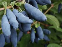 Jagoda kamczacka HONEY BEE Kanadyjska Plenna Zapylacz odmiany Aurora