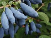 Jagoda kamczacka HONEY BEE Kanadyjska Plenna Zapylacz odmiany Aurora