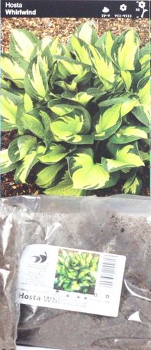 Funkia Hosta Whirlwind na Arena.pl