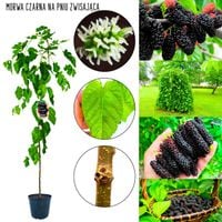 Morwa Czarna ozdobna forma pienna NA PNIU 140-180 cm