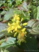 Zadrzewnia Troja Black sadzonka skarpy miododajna