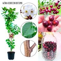 Wiśnia Debreceni Botermo plenna odmiana 100-150 cm