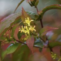 Zadrzewnia bezogonkowa 'Butterfly' (Diervilla sessilifolia) Doniczka 2.0L