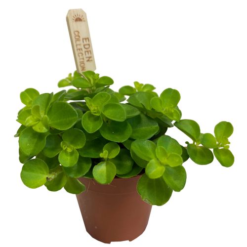 Peperomia Rotundifolia 8 cm na Arena.pl
