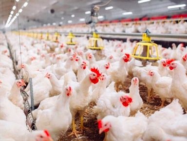 ZIEMIA OKRZEMKOWA dla Kur DIATOMIT 2x10 kg Choroby Ptaszyniec Pasożyty na Arena.pl