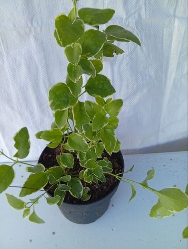 Barwinek większy Vinca major variegata fioletowy sadzonka w pojemniku 1-2l na Arena.pl