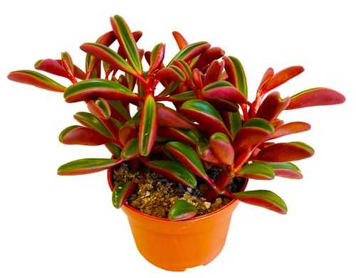 PEPEROMIA GRAVEOLENS 15cm na Arena.pl