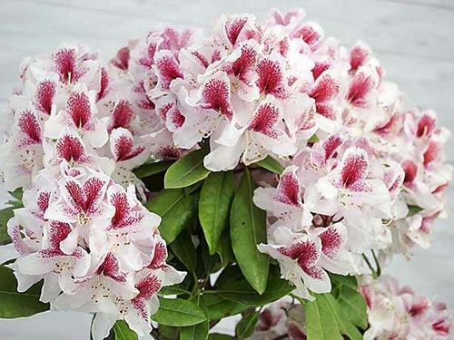 Różanecznik Belami C3 E na Arena.pl