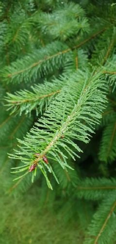 Daglezja Zielona  Pseudotsuga Menziesii  SADZONKI 50/80cm J. Douglasa na Arena.pl