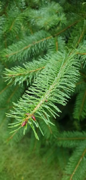 Daglezja Zielona  Pseudotsuga Menziesii  SADZONKI 50/80cm J. Douglasa zdjęcie 3