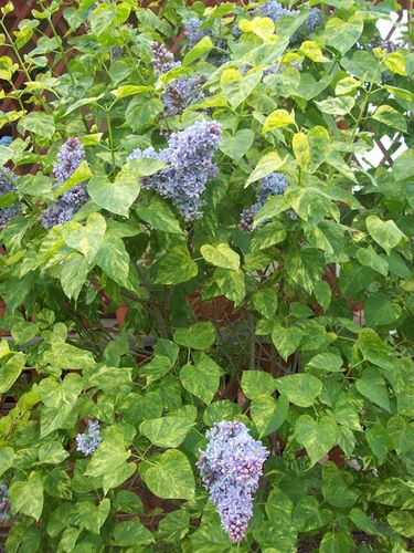 Lilak pospolity Aucubaefolia C3 na Arena.pl