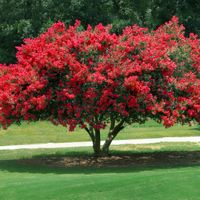 Lagerstremia indyjska RUBRA MAGNIFICA Czerwona Lagerstroemia Bez południa