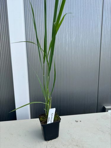 TRAWA Proso Northwind - sadzonki 10 / 20 cm na Arena.pl