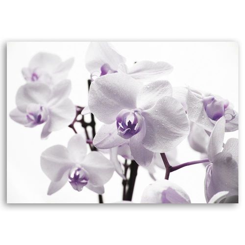 Deco Panel, Biało fioletowe orchidee 120x80 na Arena.pl